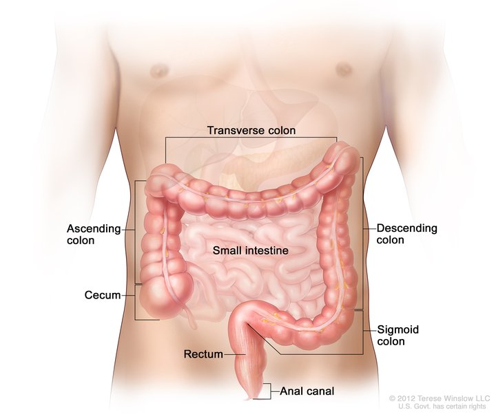 Colon Detox